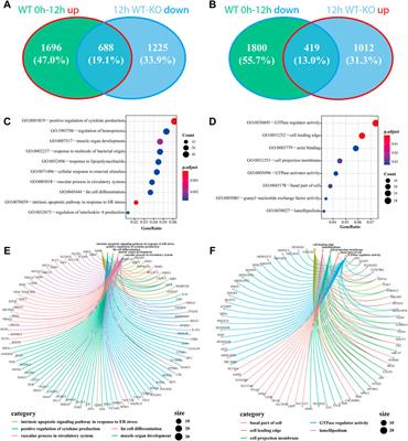 Differentially expressed gene profiles and associated ceRNA network in ATG7-Deficient lens epithelial cells under oxidative stress